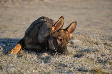 Beautiful young German Shepherd female dog in a meadow in winter on a sunny day in Skaraborg Sweden
