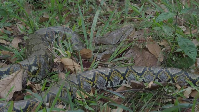Python crawls on rocks and grass.