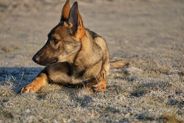 Beautiful young German Shepherd female dog in a meadow in winter on a sunny day in Skaraborg Sweden