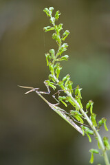 Praying mantis, empusa pennata on wild Orchid (Listera ovata). Laconi, OR, Sardegna. Italia.