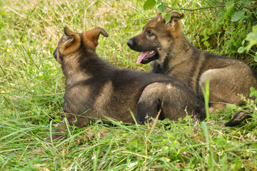 Beautiful German Shepherd puppies playing on a meadow in summer on a sunny day in Skaraborg Sweden