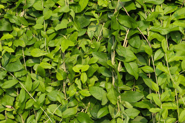 close up of fresh green leaves for background