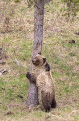 Grizzly Bear in Springtime in Yellowstone National Park Wyoming