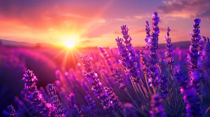 Foto op Canvas Calm morning atmosphere and sunrise in a lavender field. © Aisyaqilumar