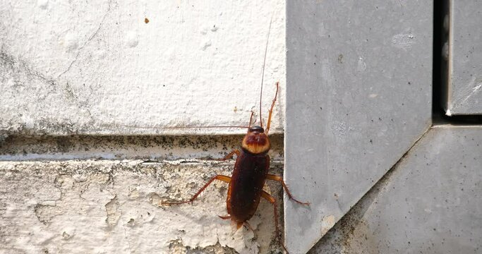 One cockroach walking on the kitchen wall, cockroach and dirty food