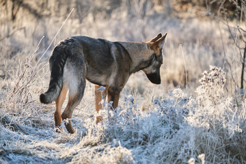 Beautiful young German Shepherd female dog in a meadow in winter on a sunny day in Skaraborg Sweden