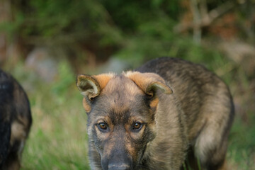 Fototapeta premium Beautiful German Shepherd puppies playing on a meadow in summer on a sunny day in Skaraborg Sweden