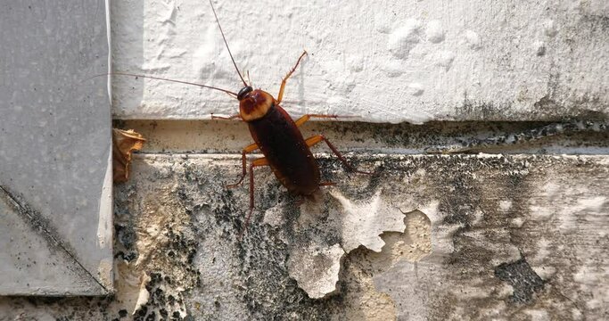 One cockroach walking on the kitchen wall, cockroach and dirty food
