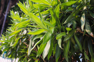 Obraz premium a close up of dracaena reflexa plant