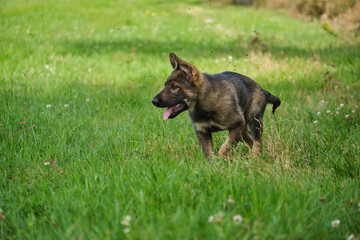 Beautiful German Shepherd puppies playing on a meadow in summer on a sunny day in Skaraborg Sweden