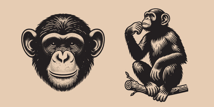 Chimpanzee monkey set. Portrait. Vintage engraving black and white vector illustration. Logo, emblem, woodcut. isolated object	