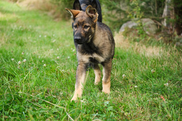 Beautiful German Shepherd puppies playing on a meadow in summer on a sunny day in Skaraborg Sweden