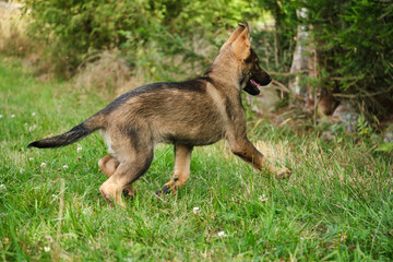 Beautiful German Shepherd puppies playing on a meadow in summer on a sunny day in Skaraborg Sweden