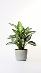 Stock image of a Chinese Evergreen on a white background, lush, variegated leaves, adaptable and durable Generative AI