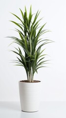 Stock image of a Dracaena Plant on a white background, tall, spiky leaves, sleek and modern Generative AI