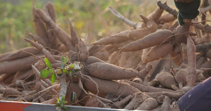 A group of farmers are harvesting cassava at the field, Harvesting cassava (Manihot esculenta)	