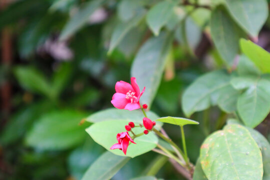 close up of jatropha integerrima plant and flower