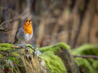 Robin bird signing and perched on a old stone wall