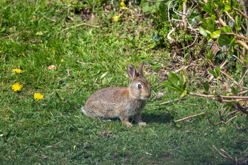Naklejka na ściany i meble A young rabbit grazing on the grass.