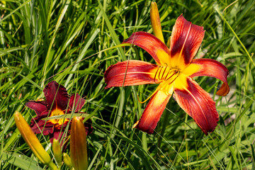 Blumenpracht © Matt Apostel