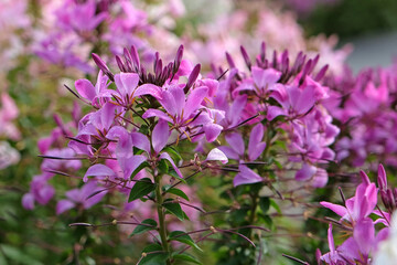 Pink tarenaya, also known as spider flowers or grandfatherÕs whiskers, in flower.