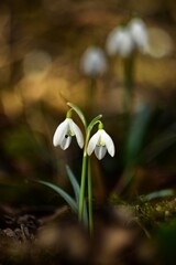Entwined wild snowdrops blooming in early spring forest