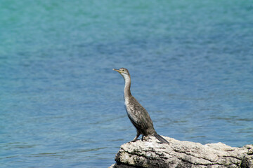  cormorant on the rocks Alghero Sardinia, Italy