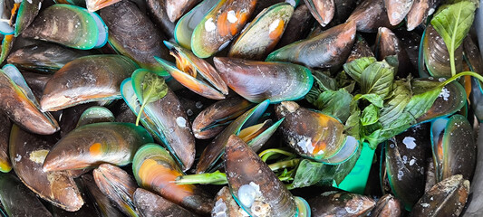 Frozen mussel in the shell. Freshly-frozen mussels in shells . The mussel in the sink is ready to be cooked. Plate with mussels. Mussel shells lie on the plates. Fresh mussels. Top view.