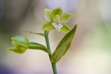 wild Orchid epipactis, Sardinia, Italy