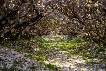 桜のトンネル
