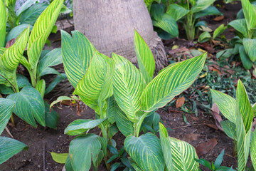 close up of canna generalis plant