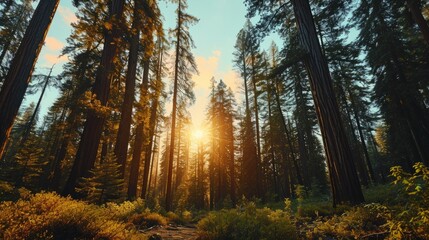 Generative AI Towering redwoods, drone's perspective, sun on horizon, dense woodland, immersive and detailed sunset over Sequoia Park
