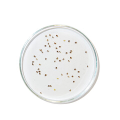 Petri dish with drops of gel and seeds. on an empty background. PNG