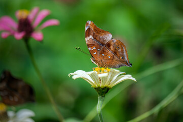 Exotic wing color pattern of lime butterfly 