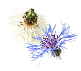 Fresh cornflower blossom beautiful white and blue flowers falling in the air isolated on white...