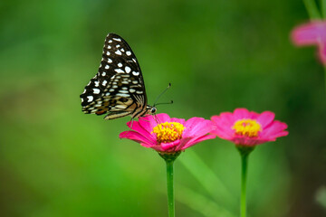 Exotic wing color pattern of lime butterfly 