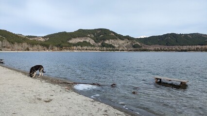 dog on the lake