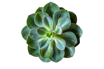 Green flower close up. View from above . On an empty background. PNG