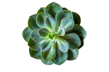 Green flower close up. View from above . On an empty background. PNG