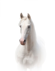 Beautiful white horse