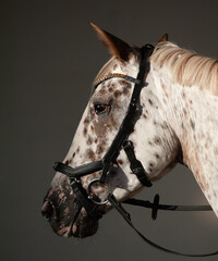 Beautiful knabstrupper horse in a bridle