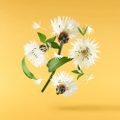 Fresh cornflower blossom beautiful white flowers falling in the air isolated on yellow background....