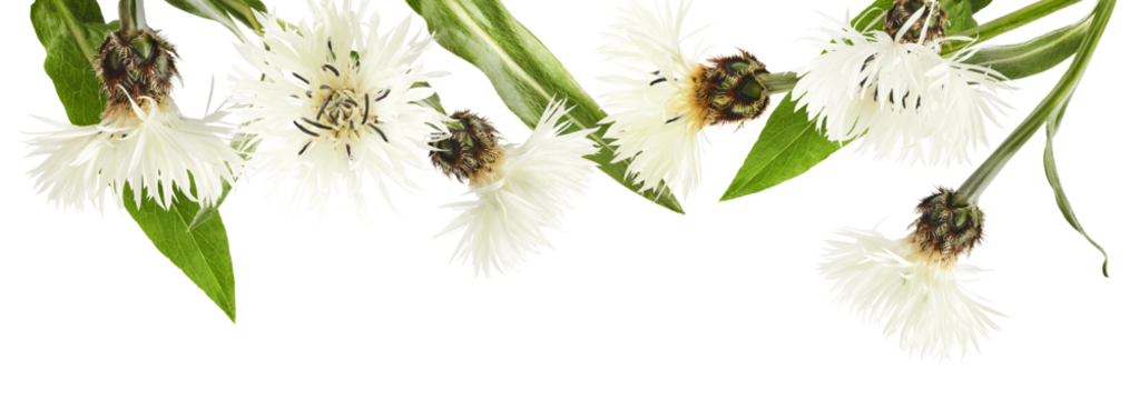 Fresh cornflower blossom beautiful white flowers falling in the air isolated on white background. Zero gravity or levitation spring flowers conception, high resolution image