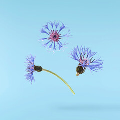 Fresh cornflower blossom beautiful blue flowers falling in the air isolated on blue background....