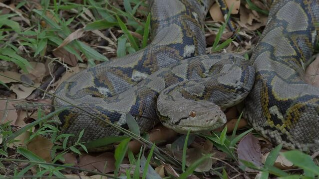 Python crawls on rocks and grass.