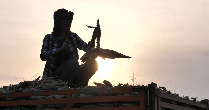 Silhouette of a female farmer harvesting cassava on a truck, cassava harvest (Manihot esculenta)