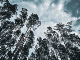 trees and sky