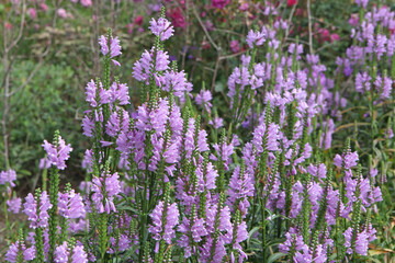 Obraz premium Purple Physostegia virginiana, the obedient plant or false dragonhead Ôrose crownÕ in flower.