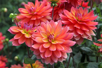 Pink and orange decorative Dahlia 'Firepot' in flower. © Alexandra
