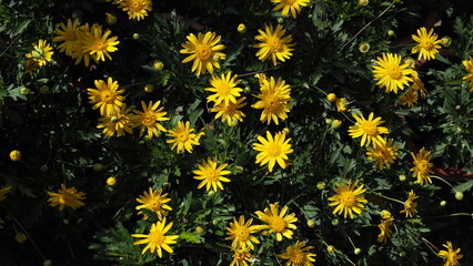 Sonnenschein African Bush Daisy (Euryops chrysanthemoides) yellow flowers and green leaves wallpaper